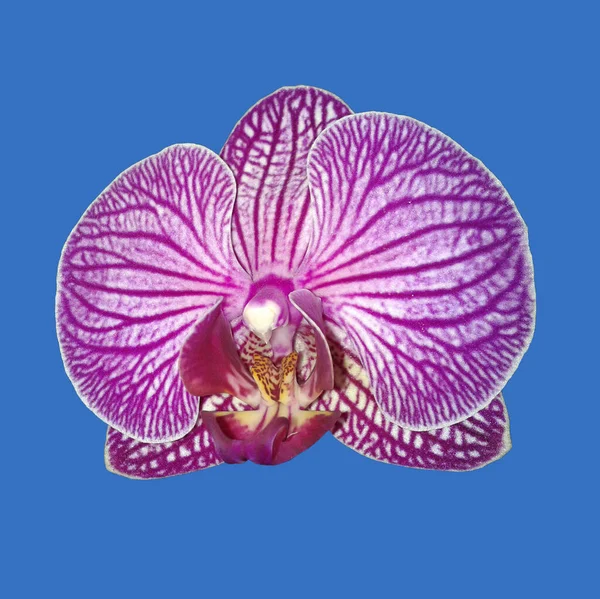 Schmetterlingsorchidee Malaienblume Nachtfalter Orchidee Phalaenopsis — Stock Photo, Image