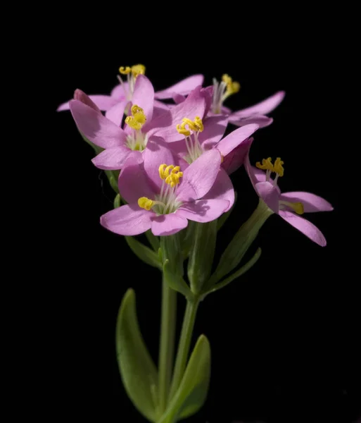 Tausendgueldenkraut Centaurium Erythraea Centaury Bachblueten — Fotografia de Stock