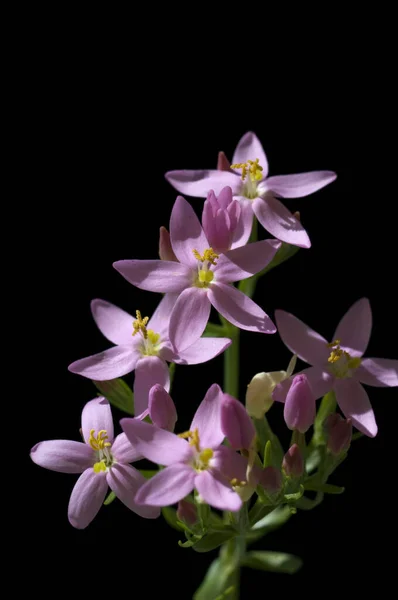 Vacker Lila Orkidé Blommor Svart Bakgrund — Stockfoto