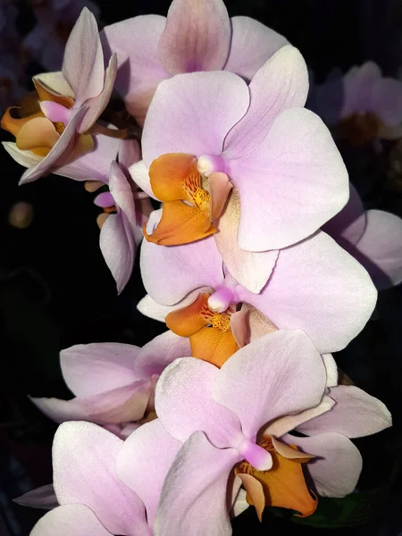 Phalaenopsis Multi Tulcan Kleinbluetige Orchidee — Fotografia de Stock