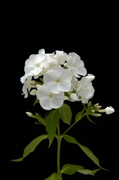 Hermosa Flor Blanca Sobre Fondo Negro —  Fotos de Stock
