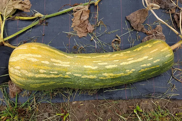 Piena Napoli Kuerbis Speisekuerbis Cucurbita Pepo Gartenfrucht Gemuese — Zdjęcie stockowe