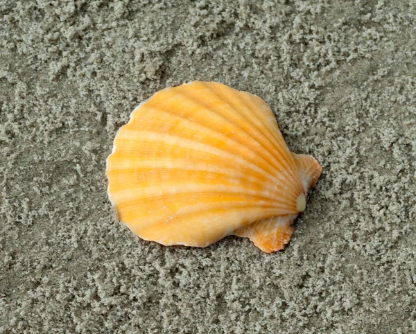 Tengeri Kagylók Homokos Strandon — Stock Fotó