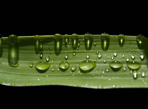 Feuille Verte Avec Des Gouttes Eau Sur Fond Noir — Photo