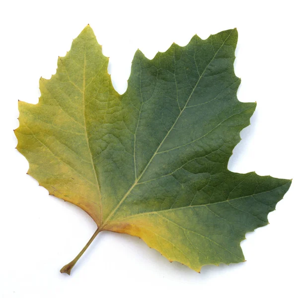 Hojas Otoño Aisladas Sobre Fondo Blanco — Foto de Stock