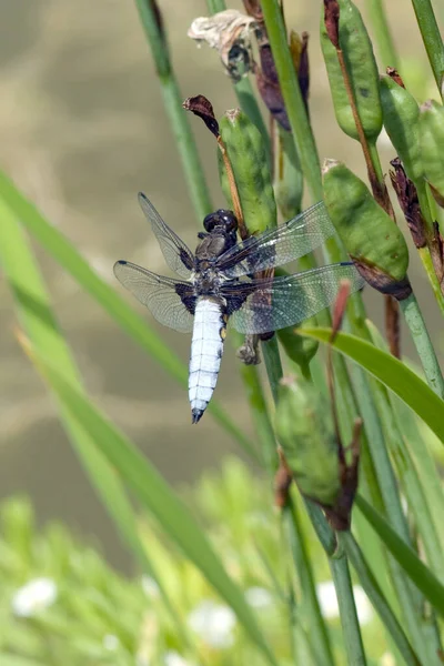 Libelle Een Groen Blad — Stockfoto