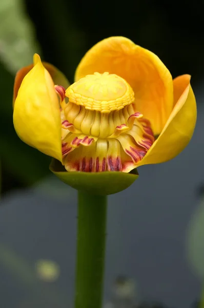 Belle Fleur Jaune Dans Jardin — Photo