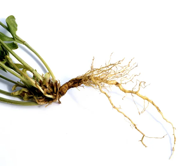 Tausendgueldenkraut Centaurium Erythraea Centaury Bachblueten — Stock Fotó