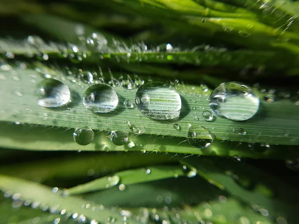 Tautropfen Grashalm Gras Wasser Struktur — стокове фото