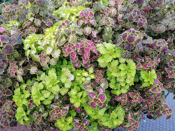 Tembakan Botani Yang Indah Kertas Dinding Alami — Stok Foto