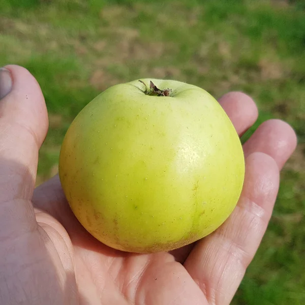 Pomme Fabsorten Malus Domestica — стоковое фото