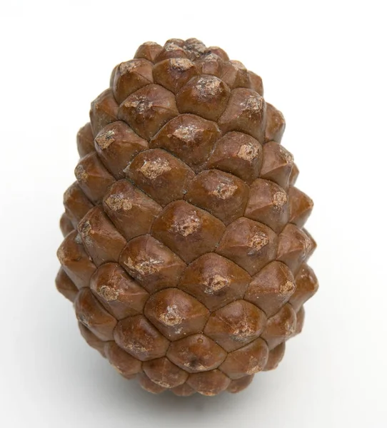 Pine Cone Isolated White Background Stock Photo