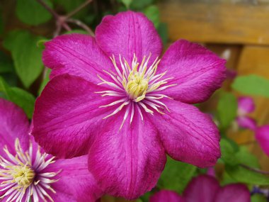 Clematis  Ville  de  Lyon  Clematis Hybride clipart