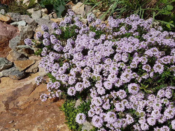 Thymus Vulgaris Gewuerz Heilpflanze Kraeuter Kuechenkraeuter — Foto Stock