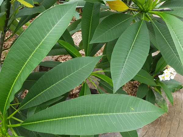 Tutup Dari Daun Hijau Dari Tanaman — Stok Foto