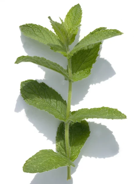 Poleiminze Pfefferminze Mentha Pulegium Ssp Repens Mentha Pulegium Heilpflanzen — Fotografia de Stock