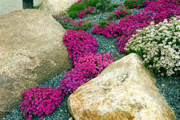 Beautiful Pink Flowers Garden — Stock Photo, Image