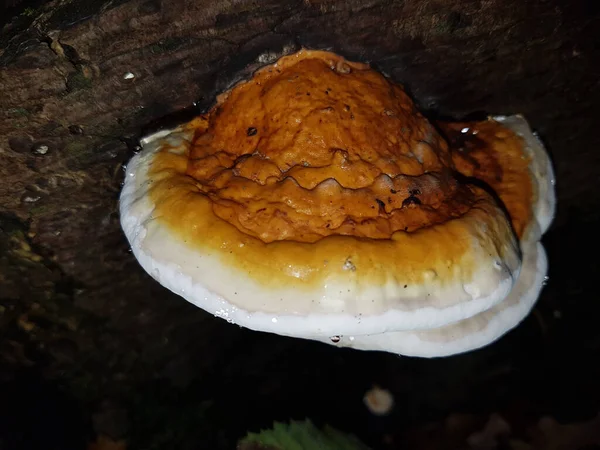 Paddenstoel Het Bos — Stockfoto