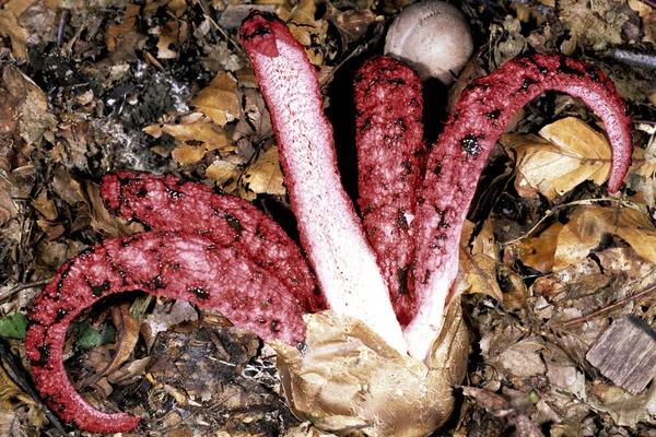 Frisches Rohes Fleisch Und Gemüse Auf Einem Holzgrund — Stockfoto