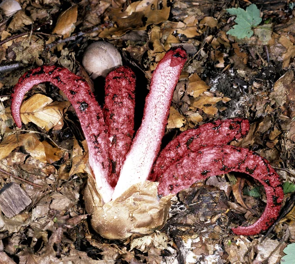 Gros Plan Champignon Dans Bol — Photo