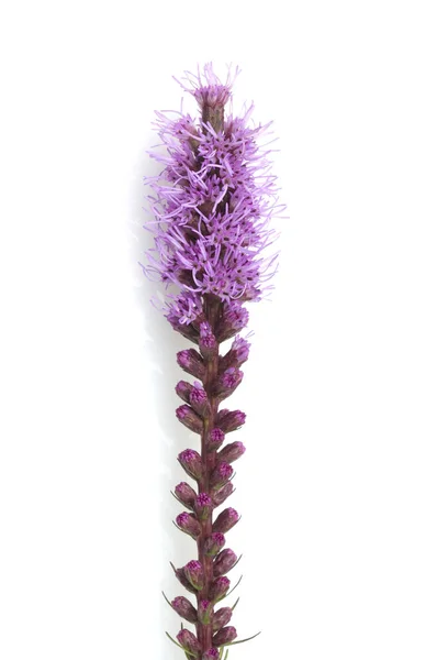 Hermosa Flor Púrpura Aislada Sobre Fondo Blanco —  Fotos de Stock
