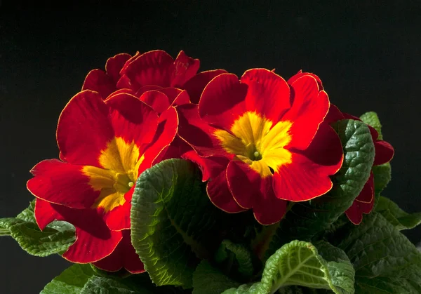 Bahçedeki Güzel Kırmızı Çiçek — Stok fotoğraf