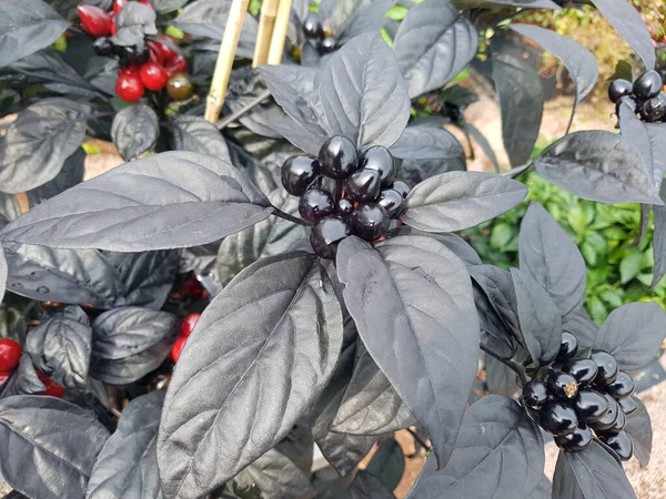 Topfchili Chili Ringan Black Pearl Kraeuter Heilpflanze — Stok Foto