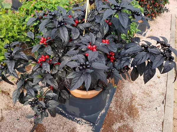 Topfchili Chili Enyhe Fekete Gyöngy Kraeuter Heilpflanze — Stock Fotó