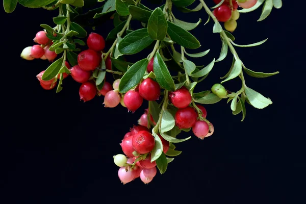 Preiselbeere Vaccinium Vitis Idaea — Stock Fotó