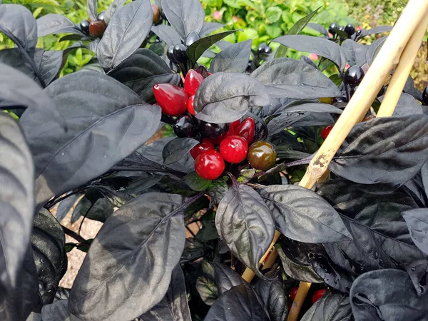 Topfchili Chili Ringan Black Pearl Kraeuter Heilpflanze — Stok Foto