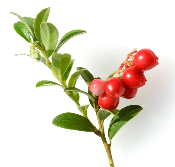 Preiselbeere Vaccinium Vitis Idaea Bodendecker Heilpflanzen Fruechte Obst — Stockfoto