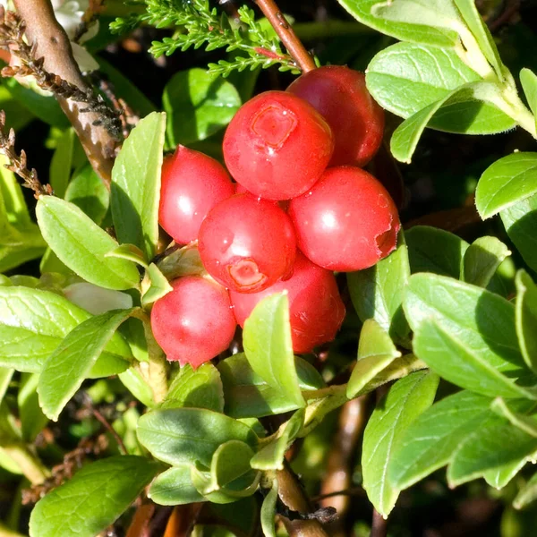 Preiselbeere Vaccinium Vitis Idaea Bodendecker Heilpflanzen Fruechte Obst — Stock Photo, Image