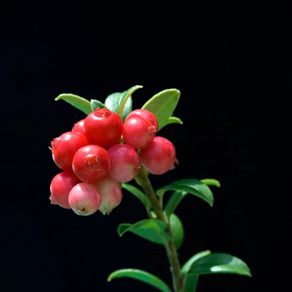 Red Berries Black Background — Stock Photo, Image