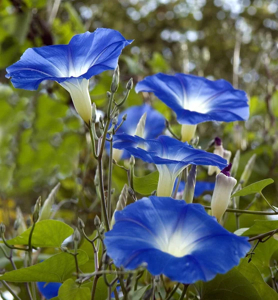 Prunkwinde Ipomoea Purpur Purpurea — Stock Photo, Image