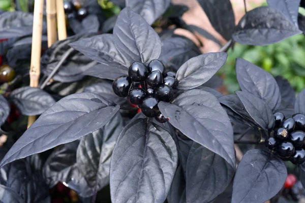 Topfchili Chili Mírné Black Pearl Kraeuter Heilpflanze — Stock fotografie
