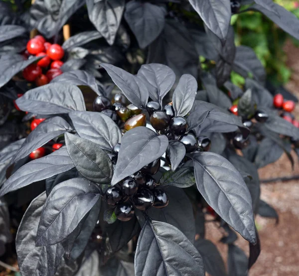 Topfchili Chili Suave Black Pearl Kraeuter Heilpflanze —  Fotos de Stock