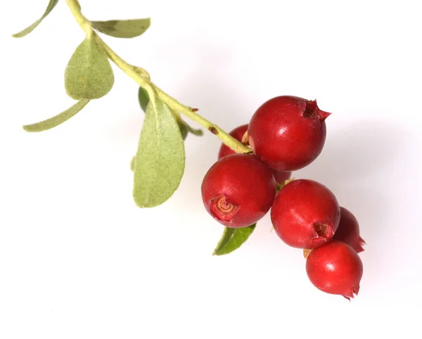 Preiselbeeren Vaccinium Vitis Idaea — Foto Stock