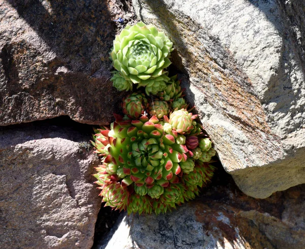 2011 Hauswurz Sempervivum Tectorum Ist Eine Heilpflanze Und Eine Alpenblume — 스톡 사진