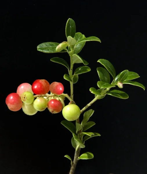 Preiselbeere Vaccinium Vitis Idaea — стокове фото