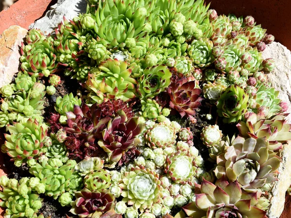 Hauswurz Sempervivum Tectorum Ist Eine Heilpflanze Und Eine Alpenblueten Houseleek — Stok fotoğraf