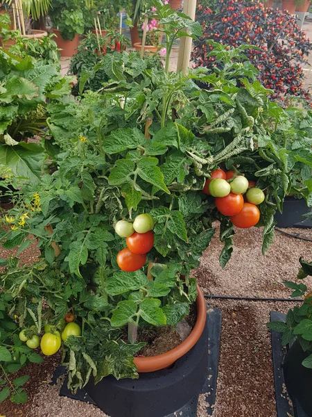 Topftomat Fruchta Fałszywa Balkon Tomate — Zdjęcie stockowe