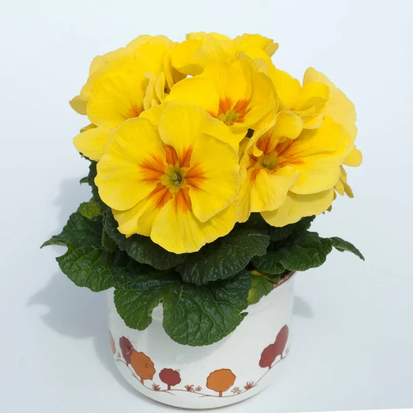 Κίτρινα Και Λευκά Λουλούδια Ένα Βάζο Ελαφρύ Φόντο — Φωτογραφία Αρχείου