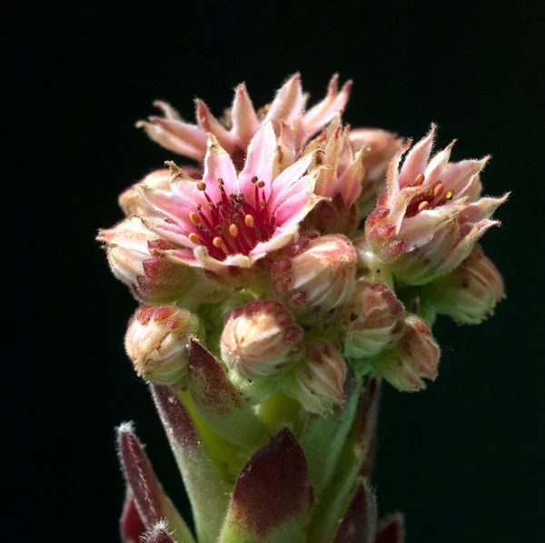 Vacker Botanisk Skott Naturliga Tapeter — Stockfoto