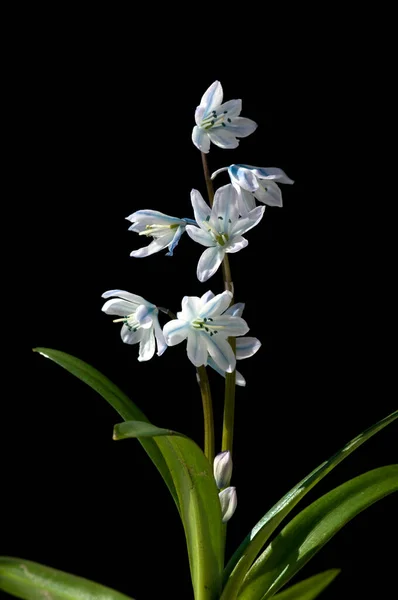 Bellissimi Fiori Giglio Sfondo Nero — Foto Stock