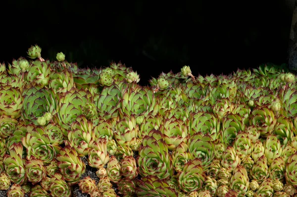 Hauswurz Dachwurz Sempervivum Tectorum — Stockfoto