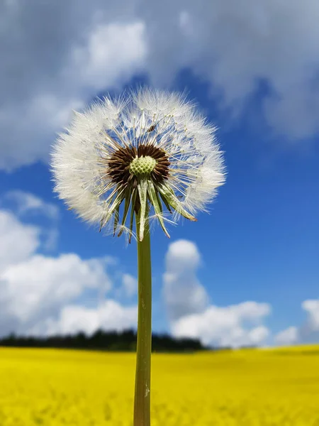 Loewenzahn Taraxacum Officinale Als Mauerbluemchen Ist Eine Pionierpflanze Und Ueberlebungskuenstler — Zdjęcie stockowe