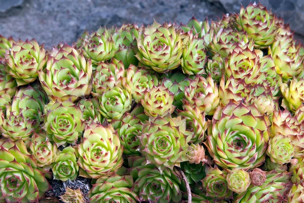 Hauswurz Dachwurz Sempervivum Tectorum — 스톡 사진