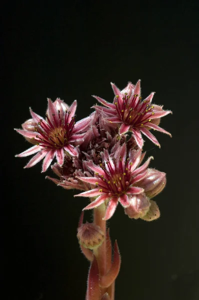 Hauswurz Bluete Dachwurz Sempervivum Tectorum — Photo