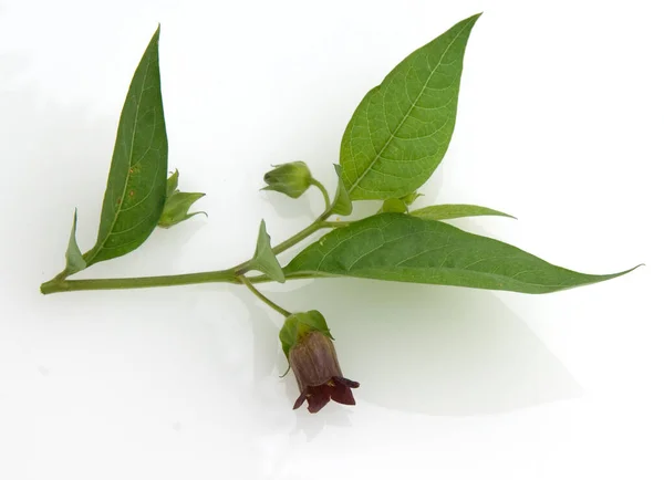 Green Leaves Plant White Background — Stock Photo, Image