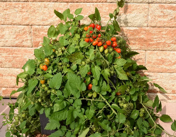 Pflaumen Buschtomate Romello Tomate Lycopersicon Esculentum — Zdjęcie stockowe